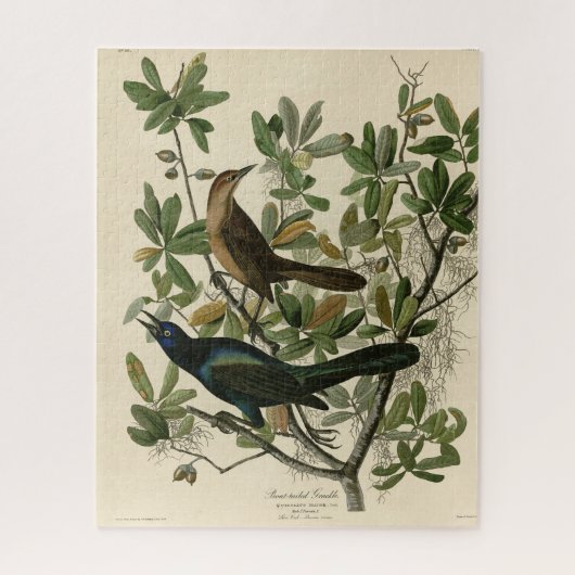 Botstaartgrackle - Amerikaanse vogels van Audubon Legpuzzel (Verticaal)
