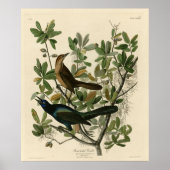Botstaartgrackle - Amerikaanse vogels van Audubon Poster (Voorkant)