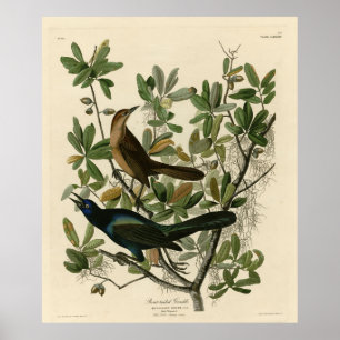 Botstaartgrackle - Amerikaanse vogels van Audubon Poster