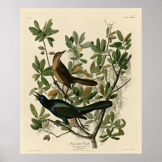 Botstaartgrackle - Amerikaanse vogels van Audubon Poster (Voorkant)
