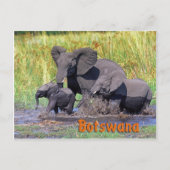 Botswana Briefkaart (Voorkant)