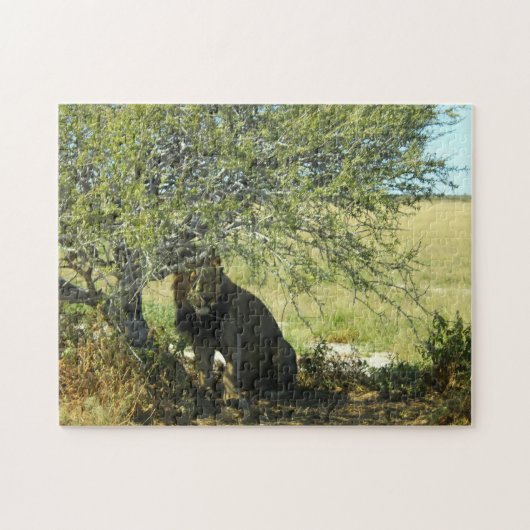 Botswana Central Kalahari Lion Savannah Africa Legpuzzel (Horizontaal)