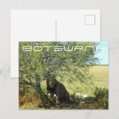 Botswana Central Kalahari Lion Savannah Travel Briefkaart (Voorkant / Achterkant)