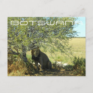 Botswana Central Kalahari Lion Savannah Travel Briefkaart