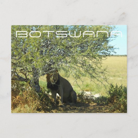Botswana Central Kalahari Lion Savannah Travel Briefkaart (Voorkant)