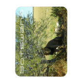 Botswana Central Kalahari Lion Savannah Travel Magneet (Verticaal)