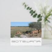 Botswana Central Kalahari Lions Savannah Travel Briefkaart (Staand voorkant)