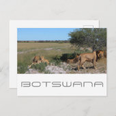Botswana Central Kalahari Lions Savannah Travel Briefkaart (Voorkant / Achterkant)