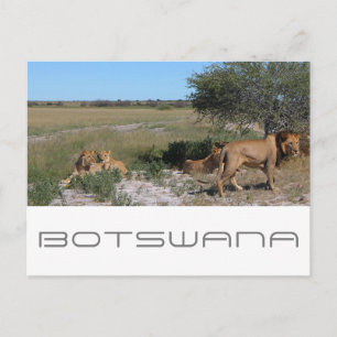 Botswana Central Kalahari Lions Savannah Travel Briefkaart