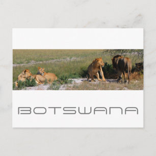 Botswana Central Kalahari Lions Savannah Travel Briefkaart