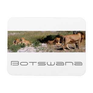Botswana Central Kalahari Lions Savannah Travel Magneet