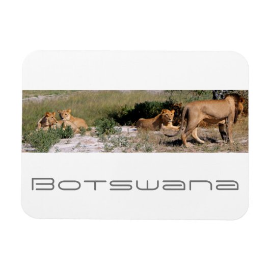 Botswana Central Kalahari Lions Savannah Travel Magneet (Horizontaal)