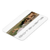 Botswana Central Kalahari Lions Savannah Travel Magneet (Linkerzijde)