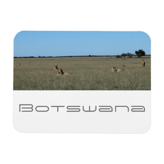 Botswana Central Kalahari Lions Savannah Travel Magneet (Horizontaal)