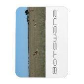 Botswana Central Kalahari Lions Savannah Travel Magneet (Verticaal)