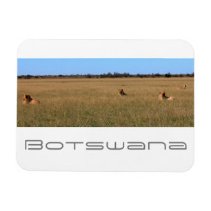 Botswana Central Kalahari Lions Savannah Travel Magneet