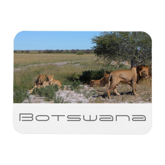 Botswana Central Kalahari Lions Savannah Travel Magneet (Horizontaal)