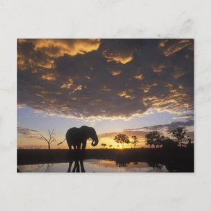 Botswana, Chobe Nationaal Park, Olifant Briefkaart