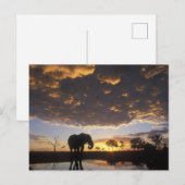 Botswana, Chobe Nationaal Park, Olifant Briefkaart (Voorkant / Achterkant)