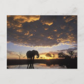 Botswana, Chobe Nationaal Park, Olifant Briefkaart (Voorkant)