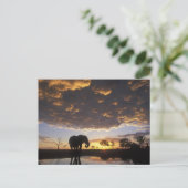 Botswana, Chobe Nationaal Park, Olifant Briefkaart (Staand voorkant)