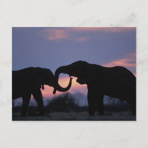 Botswana, Chobe Nationaal Park, Olifanten Briefkaart