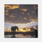 Botswana, Chobe National Park, Elephant Magneet (Voorkant)