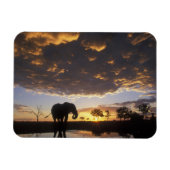 Botswana, Chobe National Park, Elephant Magneet (Horizontaal)