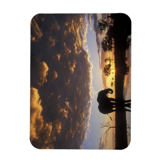 Botswana, Chobe National Park, Elephant Magneet (Verticaal)