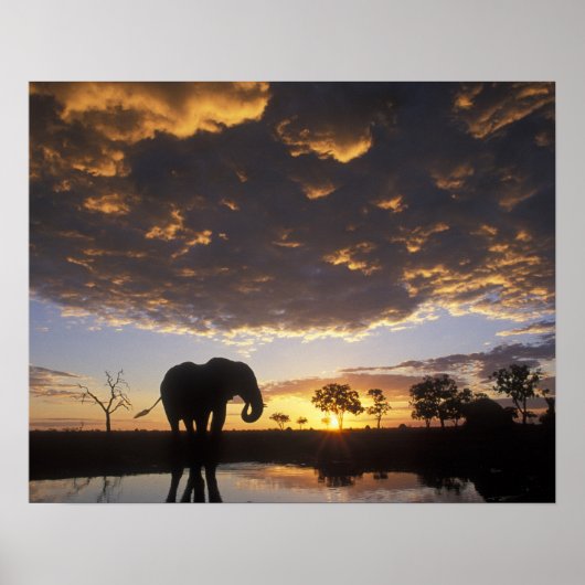 Botswana, Chobe National Park, Elephant Poster (Voorkant)