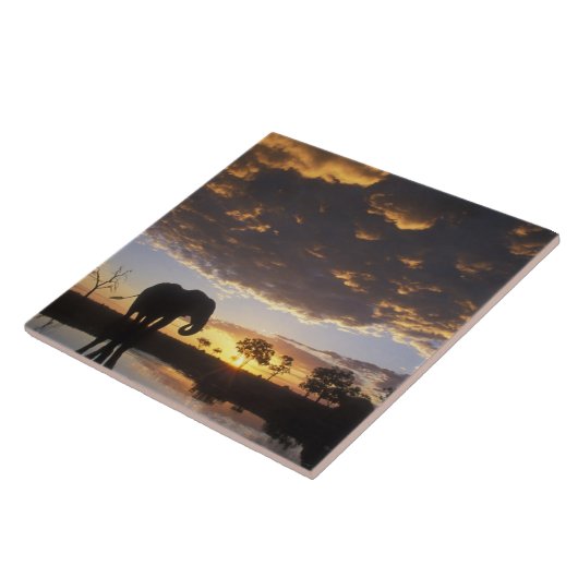 Botswana, Chobe National Park, Elephant Tegeltje (Zijkant)