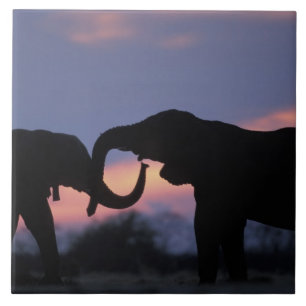 Botswana, Chobe National Park, Elephants Tegeltje