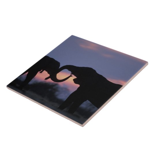 Botswana, Chobe National Park, Elephants Tegeltje (Zijkant)