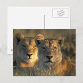 Botswana, Chobe National Park, Leeuwinnen Briefkaart (Voorkant / Achterkant)