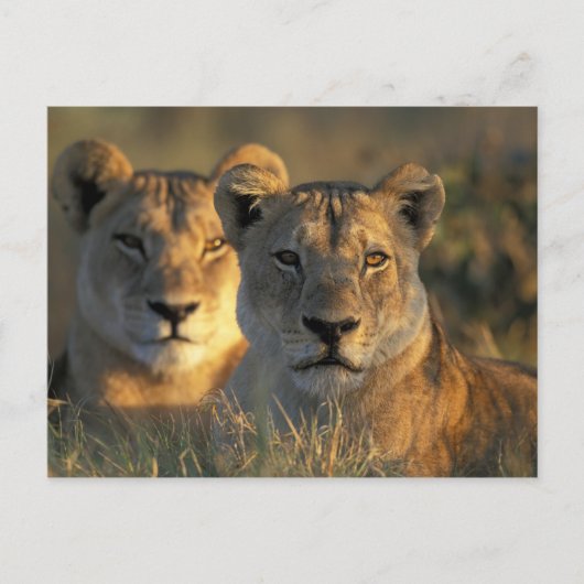 Botswana, Chobe National Park, Leeuwinnen Briefkaart (Voorkant)