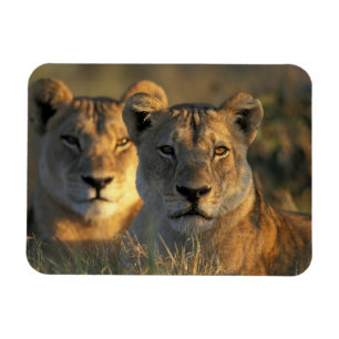 Botswana, Chobe National Park, Leeuwinnen Magneet
