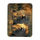 Botswana, Chobe National Park, Leeuwinnen Magneet (Verticaal)