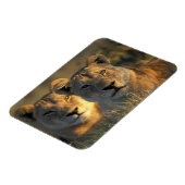 Botswana, Chobe National Park, Leeuwinnen Magneet (Linkerzijde)