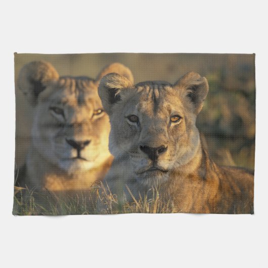 Botswana, Chobe National Park, Leeuwinnen Theedoek (Horizontaal)