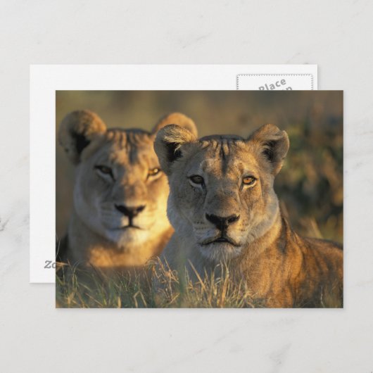 Botswana, Chobe National Park, Lionesses Briefkaart (Voorkant / Achterkant)