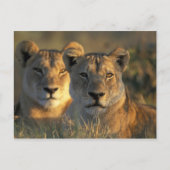 Botswana, Chobe National Park, Lionesses Briefkaart (Voorkant)