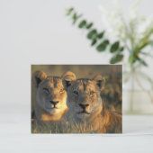 Botswana, Chobe National Park, Lionesses Briefkaart (Staand voorkant)