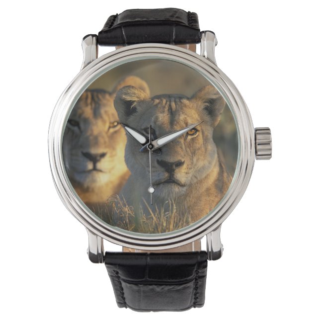 Botswana, Chobe National Park, Lionesses Horloge (Voorkant)