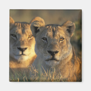 Botswana, Chobe National Park, Lionesses Magneet
