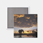 Botswana, Chobe National Park, Olifant Magneet (Voorkant / Achterkant)