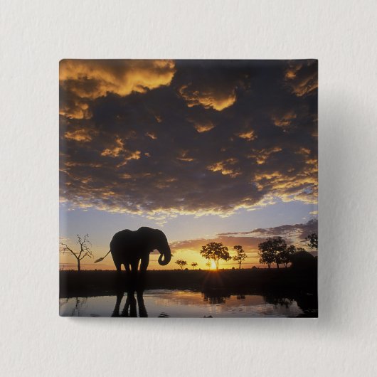 Botswana, Chobe National Park, Olifant Vierkante Button 5,1 Cm (Voorkant)