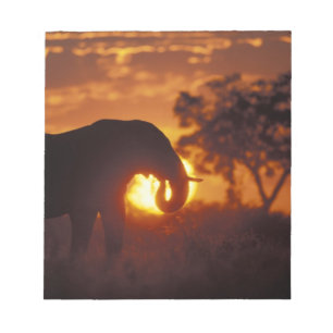 Botswana, Chobe National Park, stier olifant Notitieblok