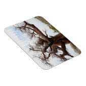 Botswana Kubu Baobab Island Magneet (Rechterzijde)