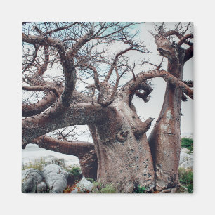Botswana Kubu Island Baobab Tree Magnet