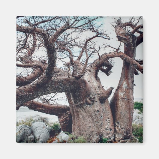 Botswana Kubu Island Baobab Tree Magnet (Voorkant)